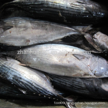 Frozen bonito tuna fish price on sale, tuna for canned